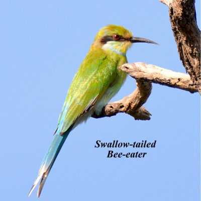 Swallow-tailed Bee-eater